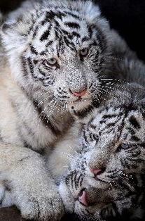 国产白虎,传承与创新中的民族品牌传奇